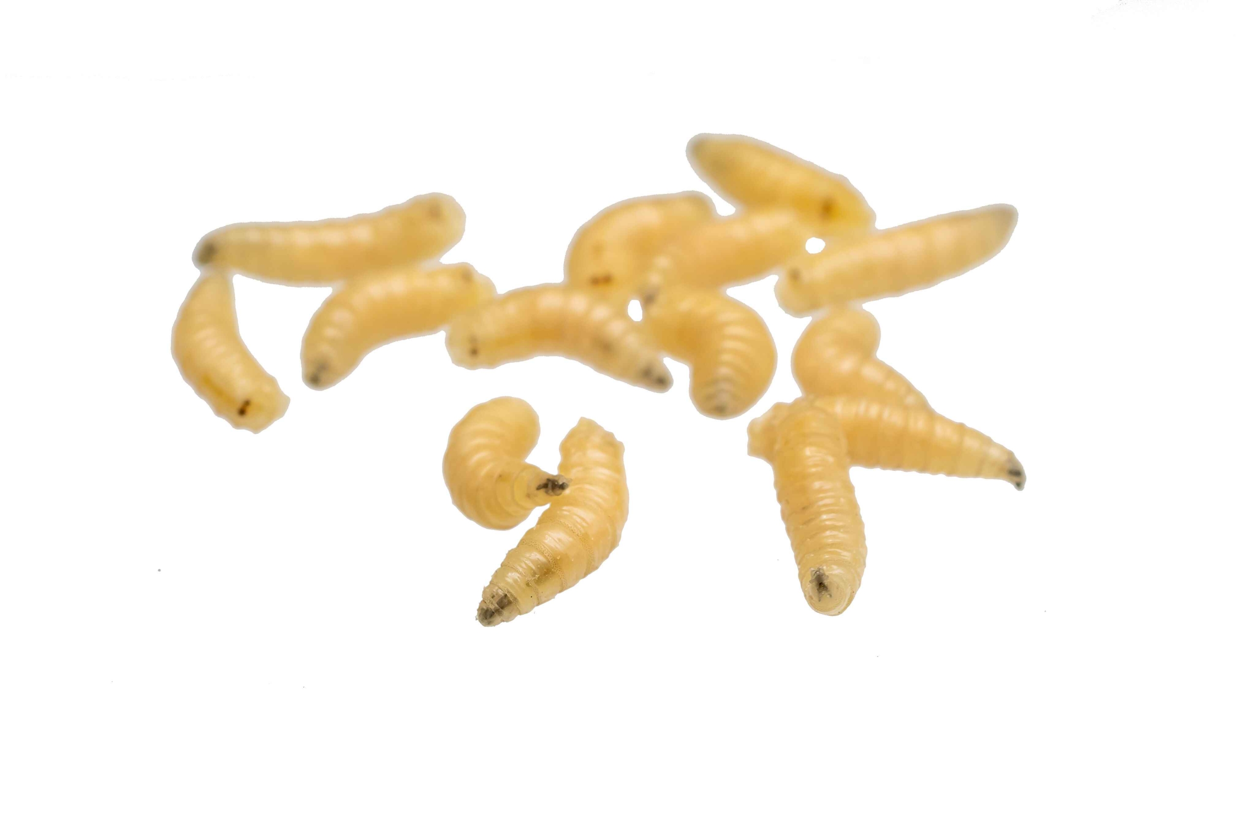 MBG Untuk Maggot